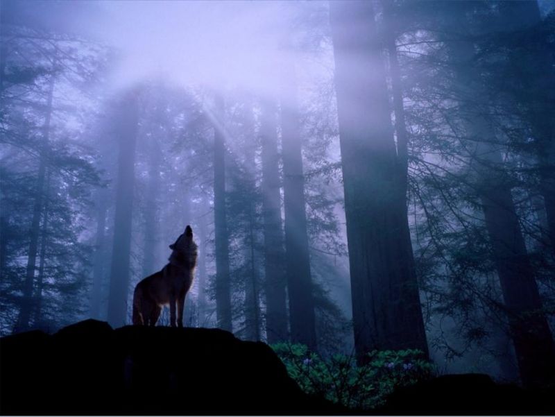 wallpapers wolf. wolf wallpapers